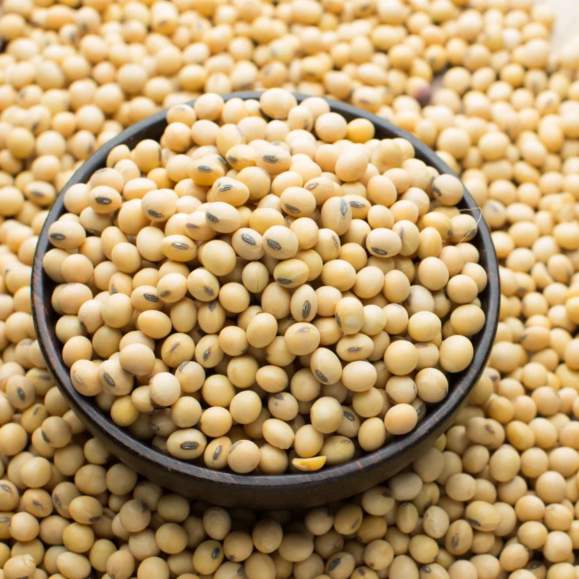 Soybean seeds supplier in India